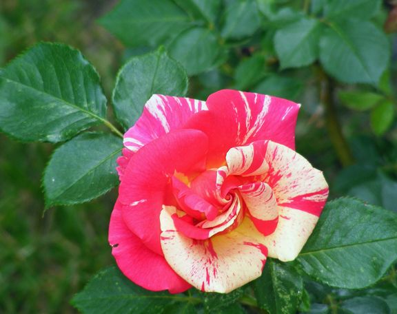 Candy Land photo cl2013_06090006_zps5babb9bd.jpg